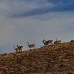 La CGT pidió a los senadores que no avalen el proyecto para eliminar límites en la venta de tierras a extranjeros