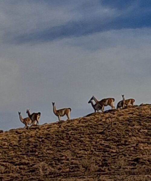 La CGT pidió a los senadores que no avalen el proyecto para eliminar límites en la venta de tierras a extranjeros