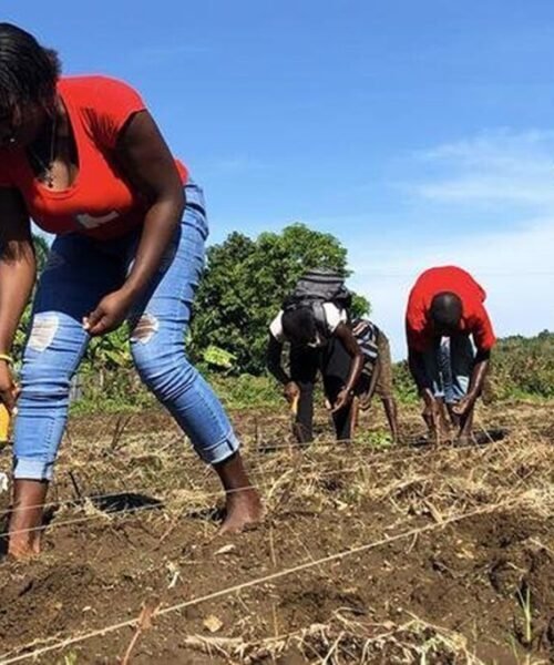 República Dominicana: cuando el campo deja de hablar creole, la canasta básica se tambalea