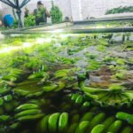 El gobierno derogó normas que protegían al país del ingreso de bananas con enfermedades