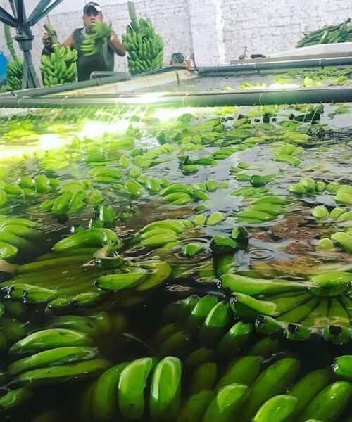 El gobierno derogó normas que protegían al país del ingreso de bananas con enfermedades